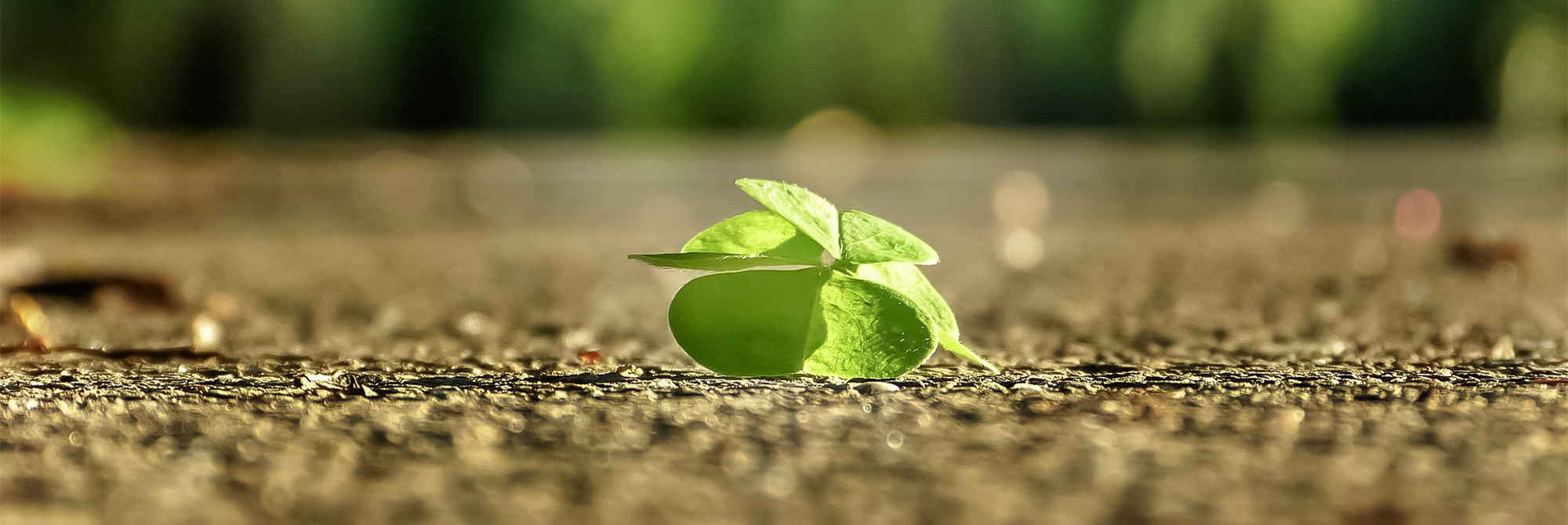 politique de confidentialite camping grand cerf