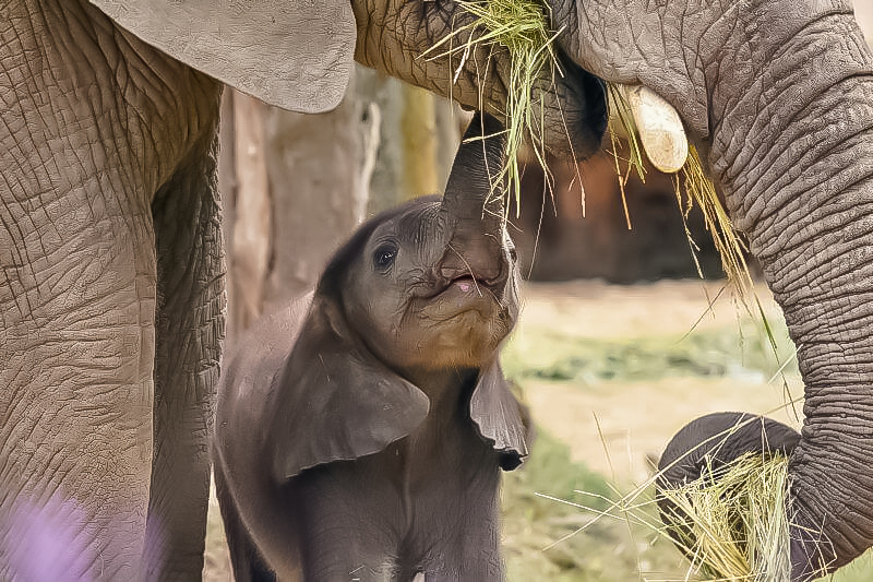 safari peaugres rhones alpes drome